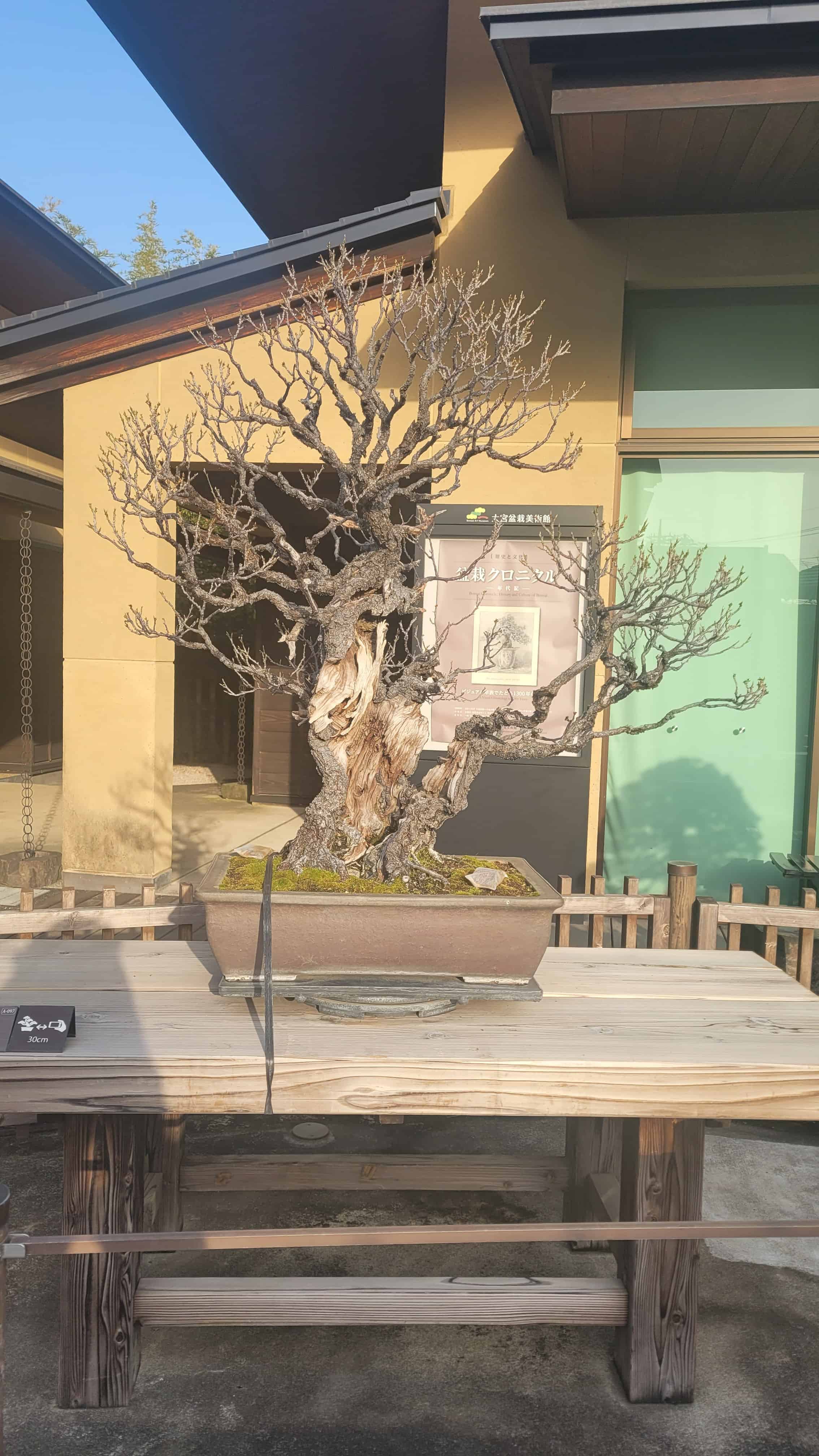 A apricot bonsai tree from omiya museum in Japan